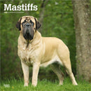 Mastiffs 2026 Square Flap Calendar-9798330704538