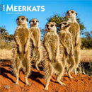Meerkats 2026 Square Flap Calendar-9798330704545
