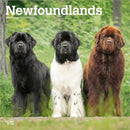 Newfoundlands 2026 Square Flap Calendar-9798330704903