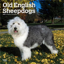 Old English Sheepdogs 2026 Square Flap Calendar-9798330704989