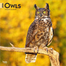 Owls 2026 Square Flap Calendar-9798330705054