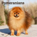 Pomeranians 2026 Square Flap Calendar-9798330705153