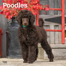 Poodles 2026 Square Flap Calendar-9798330705160