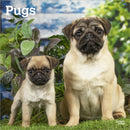 Pugs 2026 Square Flap Calendar-9798330705238
