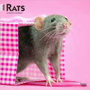 Rats 2026 Square Flap Calendar-9798330705313
