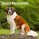 Saint Bernards 2026 Square Flap Calendar-9798330705405