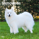 Samoyeds 2026 Square Flap Calendar-9798330705412