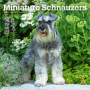 Schnauzers, Miniature 2026 Square Flap Calendar-9798330705467