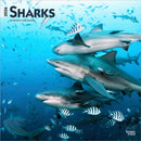 Sharks 2026 Square Flap Calendar-9798330705504