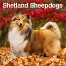 Shetland Sheepdogs 2026 Square Flap Calendar-9798330705511