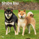 Shiba Inu 2026 Square Flap Calendar-9798330705528