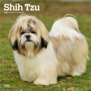 Shih Tzu 2026 Square Flap Calendar-9798330705535