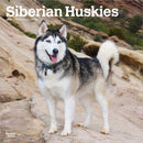 Siberian Huskies 2026 Square Flap Calendar-9798330705580
