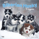 Siberian Husky Puppies 2026 Square Flap Calendar-9798330705603