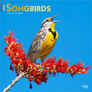 Songbirds 2026 12 X 24 Monthly Square Wall Foil Calendar-9798330705634