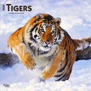 Tigers 2026 Square Flap Calendar-9798330705900