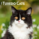 Tuxedo Cats 2026 Square Flap Calendar-9798330706068