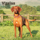 Vizslas 2026 Square Flap Calendar-9798330706167