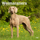 Weimaraners 2026 Square Flap Calendar-9798330706211