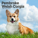 Welsh Corgis, Pembroke 2026 Square Flap Calendar-9798330706242