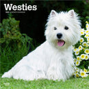 West Highland White Terriers 2026 Square Flap Calendar-9798330706280