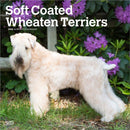 Wheaten Terriers, Soft Coated 2026 Square Flap Calendar-9798330706310