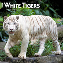 White Tigers 2026 Square Flap Calendar-9798330706341