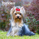 Yorkshire Terriers 2026 Square Flap Calendar-9798330706464