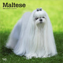 Maltese 2026 Square Flap Calendar-9798330707591