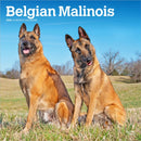 Belgian Malinois 2026 Square Flap Calendar-9798330707881