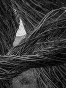 Patrick Dougherty   James Florio