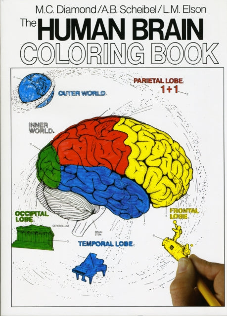 The Human Brain Coloring Book : A Coloring Book-9780064603065