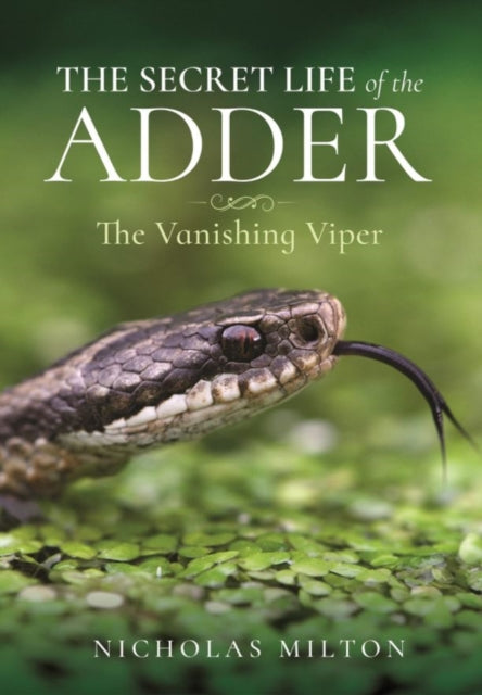 The Secret Life of the Adder : The Vanishing Viper-9781399018166