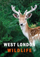 West London Wildlife-9781913641306